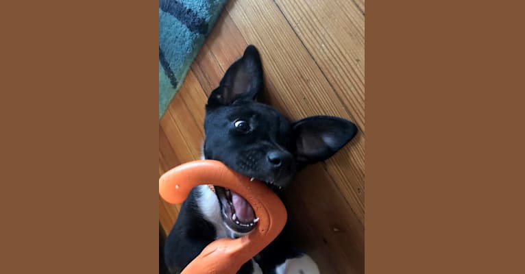 Ralph, an Australian Cattle Dog and American Pit Bull Terrier mix tested with EmbarkVet.com