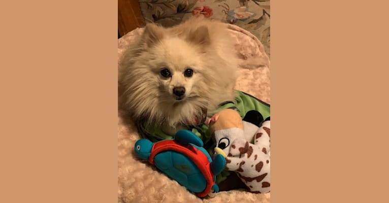 Photo of Rockwell, a Pomeranian and Mixed mix in New York, USA