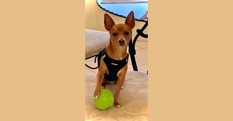 Westin, a Chihuahua and Rat Terrier mix tested with EmbarkVet.com