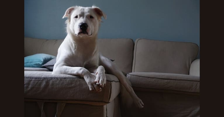 Embark Dog DNA Test Breed