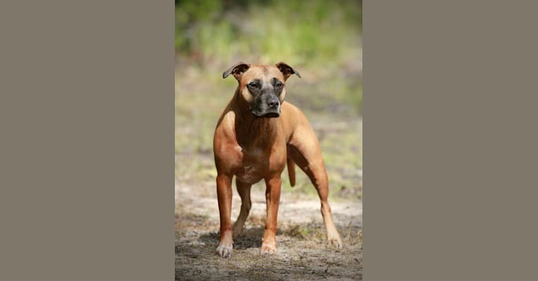 Rusty, an American Pit Bull Terrier and American Staffordshire Terrier mix tested with EmbarkVet.com