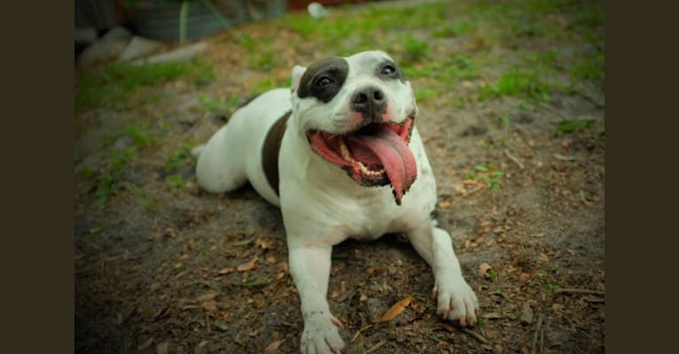 Gertrude (Gertie), an American Bully tested with EmbarkVet.com