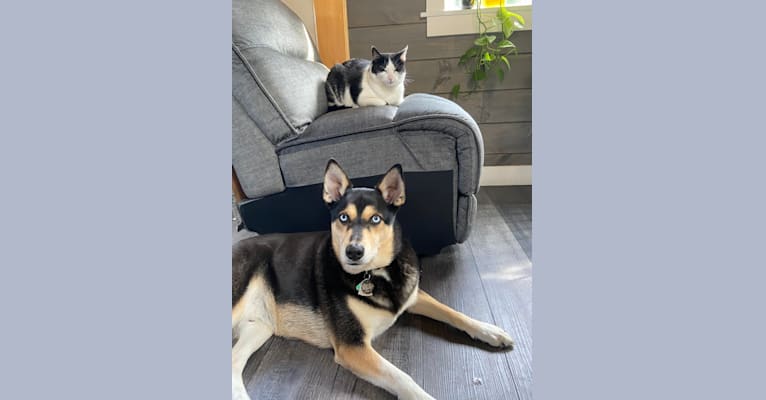 Milo, a Siberian Husky and Rat Terrier mix tested with EmbarkVet.com