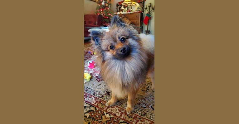 Grizzy, a Pomeranian tested with EmbarkVet.com