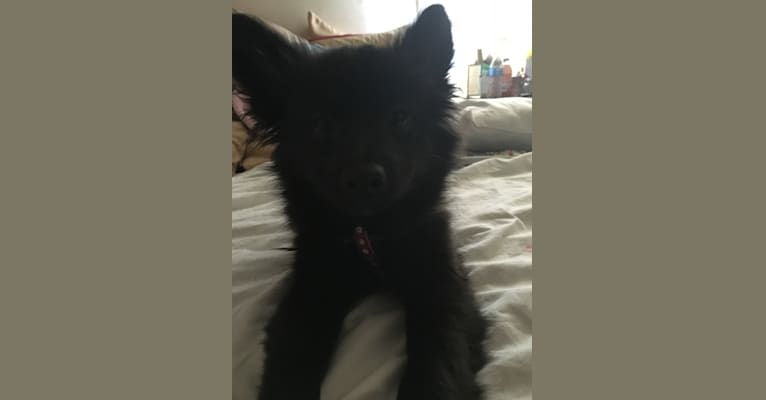 Leila, a Pomchi tested with EmbarkVet.com