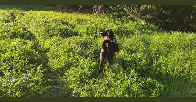 Ram, an Eastern European Village Dog tested with EmbarkVet.com