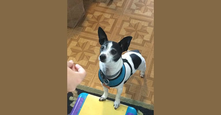 Topper, a Chihuahua tested with EmbarkVet.com