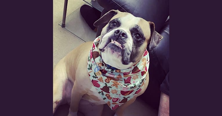 Photo of Honey, an American Bulldog  in Owings Mills, Maryland, USA