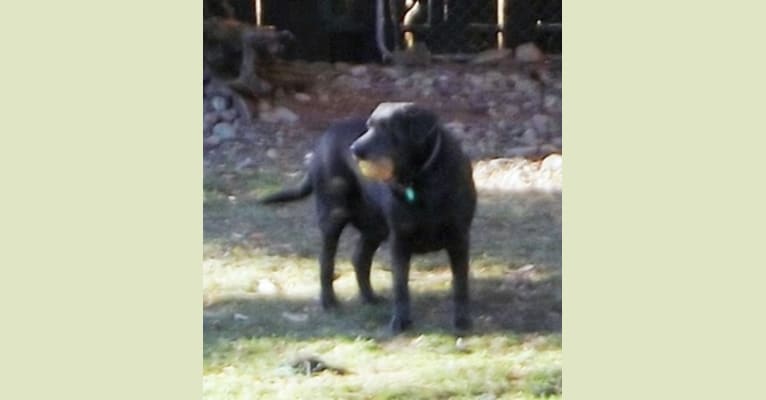 Photo of Caviar, a Labrador Retriever  in Payette, ID, USA