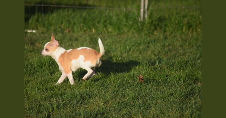 Mariyana, a Chihuahua tested with EmbarkVet.com