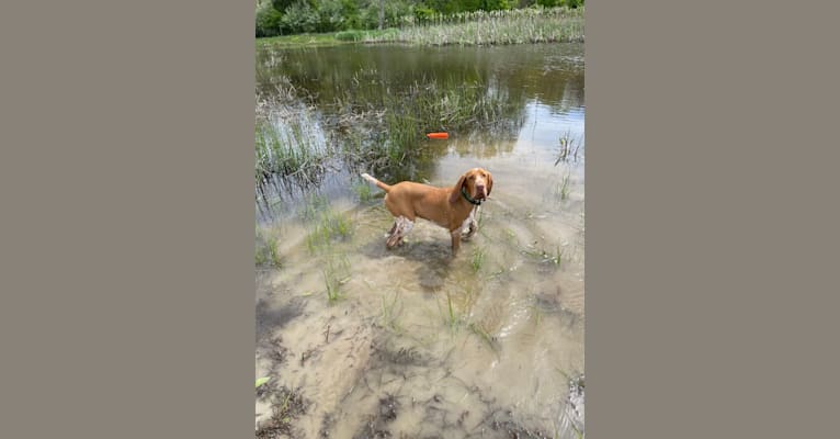 Archie, a Bracco Italiano tested with EmbarkVet.com