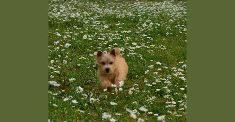 Ruth, a Norwich Terrier tested with EmbarkVet.com