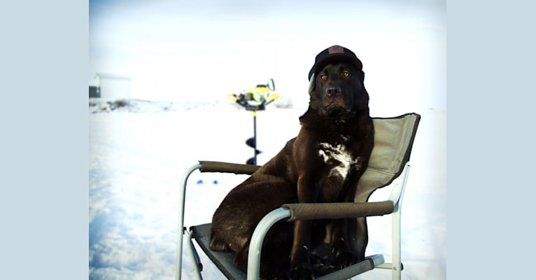 Cargo, a Saint Bernard and German Shepherd Dog mix tested with EmbarkVet.com