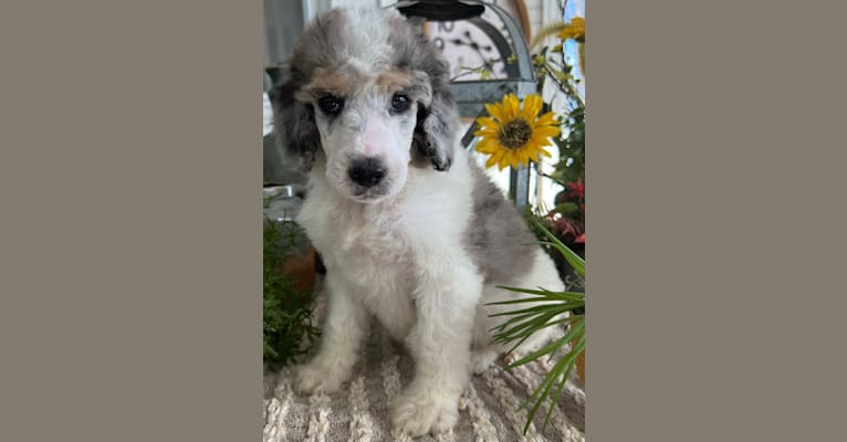 Lexie, a Poodle (Standard) tested with EmbarkVet.com