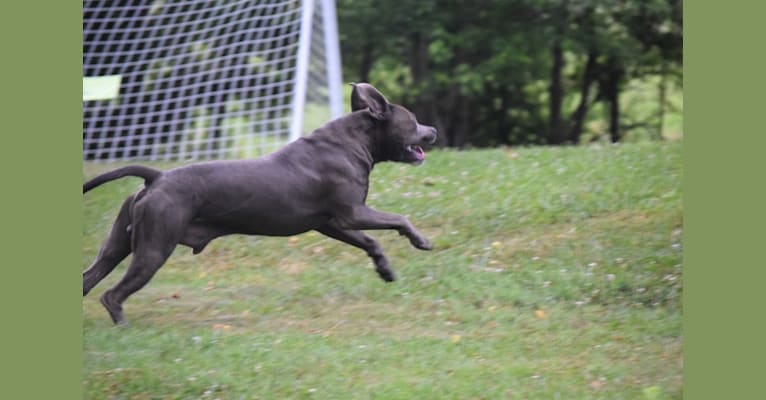Boomer, an American Pit Bull Terrier and Cane Corso mix tested with EmbarkVet.com