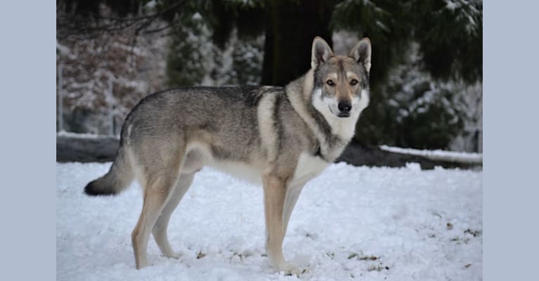 Keno, a Saarloos Wolfdog tested with EmbarkVet.com