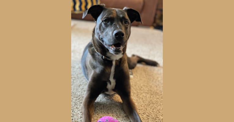 Axel, a Staffordshire Terrier and Rottweiler mix tested with EmbarkVet.com