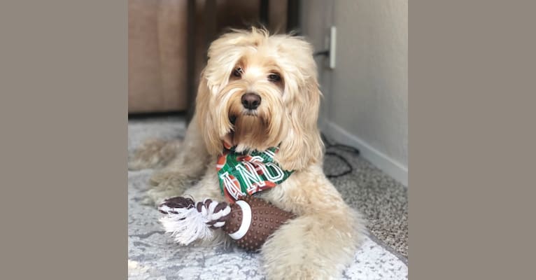 Photo of Angus, a Poodle (Small), Cocker Spaniel, and Mixed mix in Corona, CA, USA