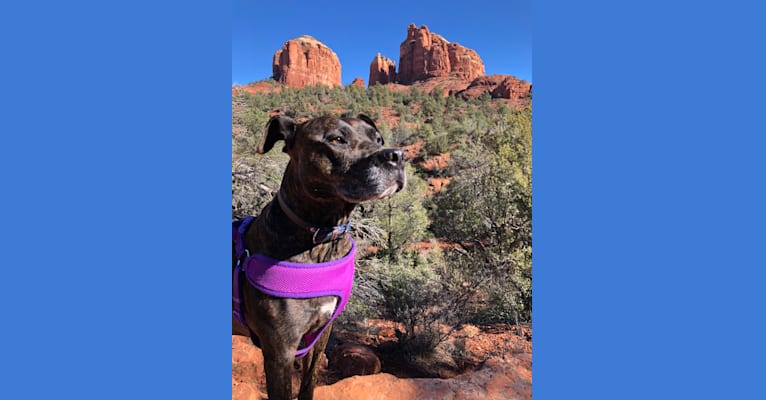 Abigail, a Perro de Presa Canario and American Pit Bull Terrier mix tested with EmbarkVet.com