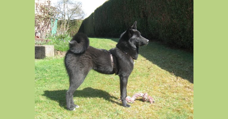 Strolch, a Canaan Dog tested with EmbarkVet.com
