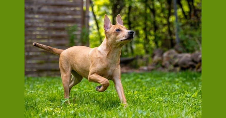 Photo of Beauty & Beast Rubielle, an American Hairless Terrier  in Germany