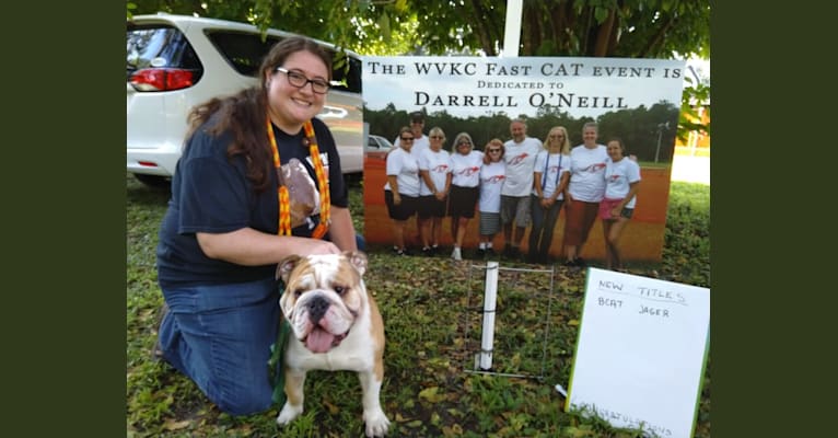 Photo of Jäger, a Bulldog  in Orlando, FL, USA