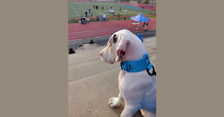 Urso, a Great Dane tested with EmbarkVet.com