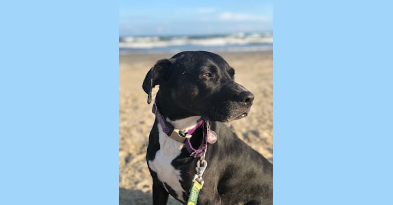 Embark Dog DNA Test Breed