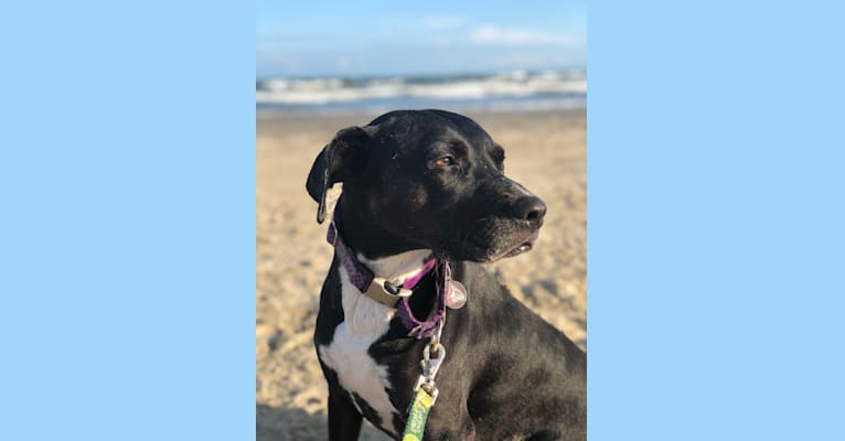 Leia, an American Pit Bull Terrier and German Shorthaired Pointer mix tested with EmbarkVet.com