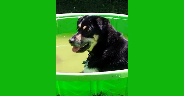 Medo, a Labrador Retriever and German Shepherd Dog mix tested with EmbarkVet.com