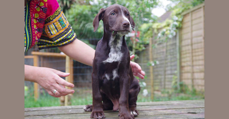 Byker, a Dalmatian and Doberman Pinscher mix tested with EmbarkVet.com