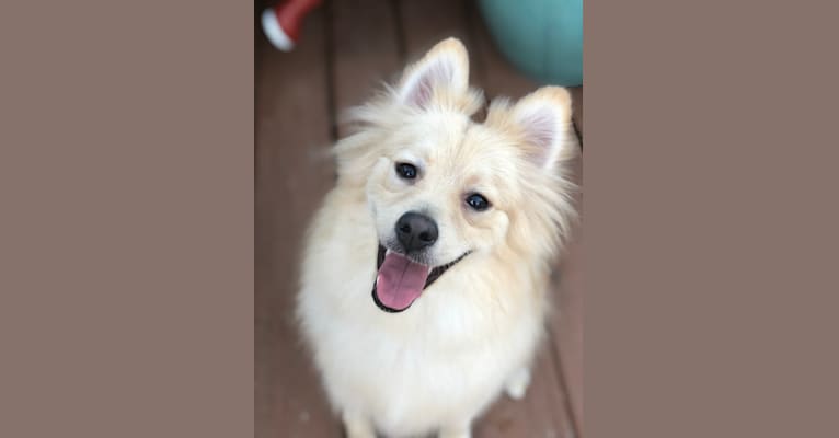 Photo of Simon, a Pomeranian  in Springfield, Nebraska, USA