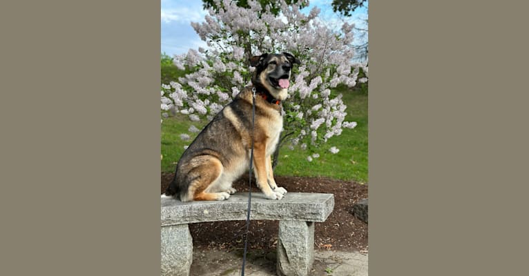 Milo, a German Shepherd Dog and Siberian Husky mix tested with EmbarkVet.com