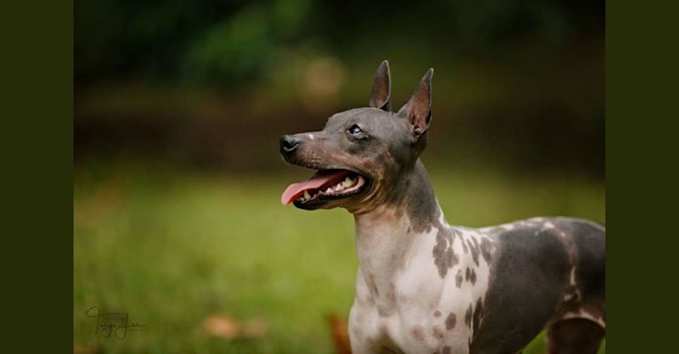 Photo of Juno, an American Hairless Terrier 