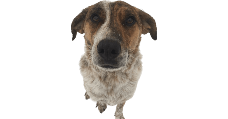 Ruger, an Australian Cattle Dog and Beagle mix tested with EmbarkVet.com