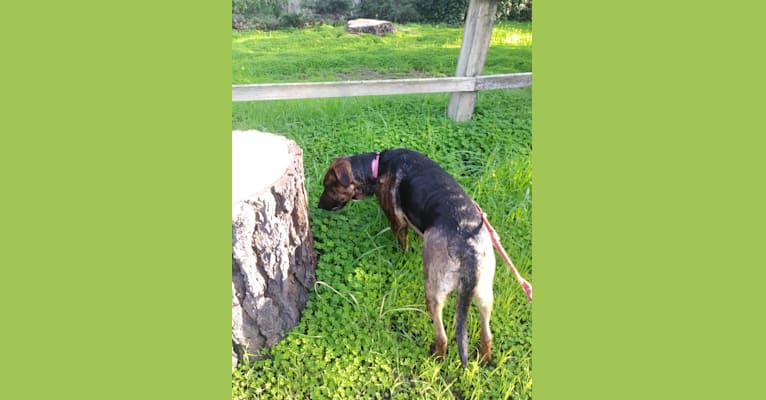 Cricket, a German Shepherd Dog and English Springer Spaniel mix tested with EmbarkVet.com