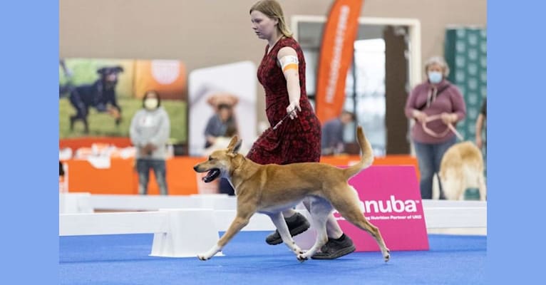 Photo of MBISS BIS RBIS CT GrCH Hoosier Hills Heavenly Sentinel CGC Total Dogx1, a Carolina Dog  in Maryland, USA