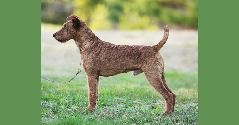 Kincora’s Qualicom Spirit, an Irish Terrier tested with EmbarkVet.com