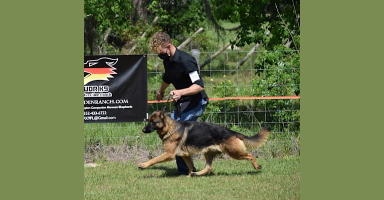 Kyla, a German Shepherd Dog tested with EmbarkVet.com
