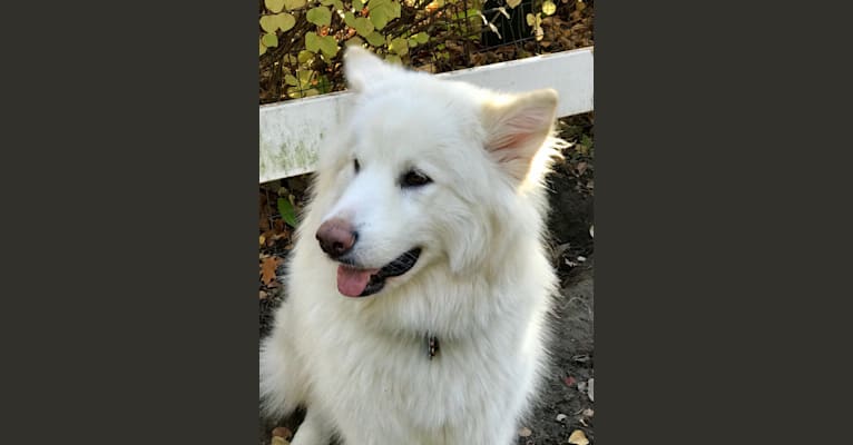 Kaia, an Alaskan Malamute and Siberian Husky mix tested with EmbarkVet.com