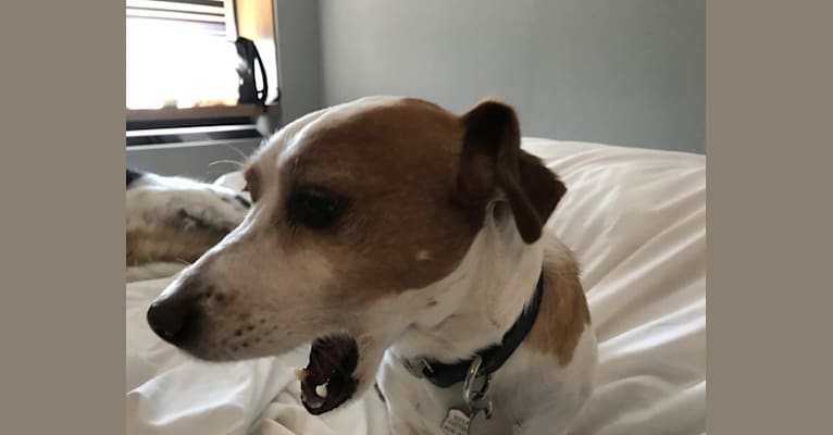 Brando, a Chihuahua and Poodle (Small) mix tested with EmbarkVet.com