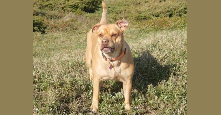 Josie, a Bulldog and Labrador Retriever mix tested with EmbarkVet.com