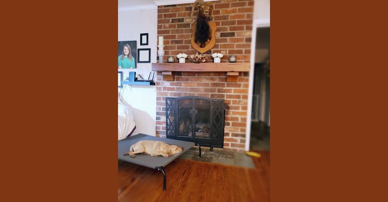 Molly, a Great Pyrenees and Golden Retriever mix tested with EmbarkVet.com
