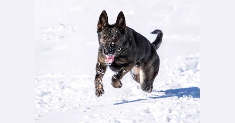 Cira Vamoz Bohemia, a German Shepherd Dog tested with EmbarkVet.com