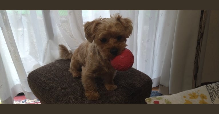 MAX, a Yorkshire Terrier and Shih Tzu mix tested with EmbarkVet.com