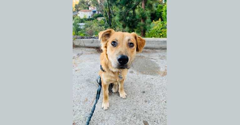 Photo of Ticket, an Australian Cattle Dog, American Pit Bull Terrier, Chow Chow, and Mixed mix in San Bernardino, California, USA