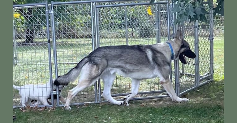 River, a German Shepherd Dog tested with EmbarkVet.com