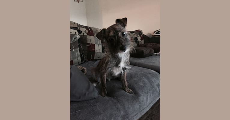 Lola, a Chihuahua and Pomeranian mix tested with EmbarkVet.com