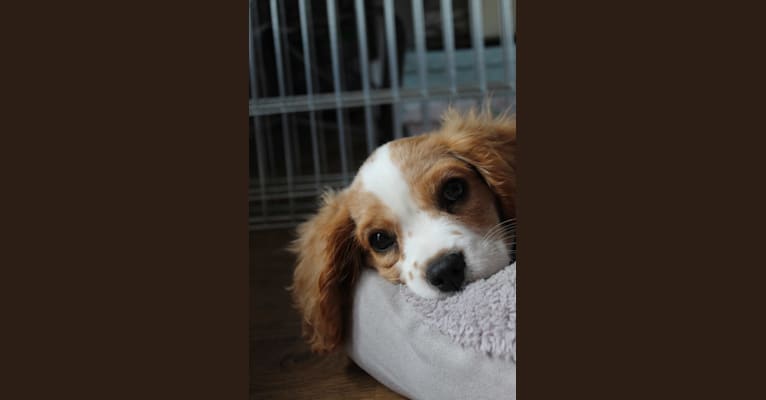 Photo of Apollo Riker Hughes, a Cavalier King Charles Spaniel  in Southport, UK