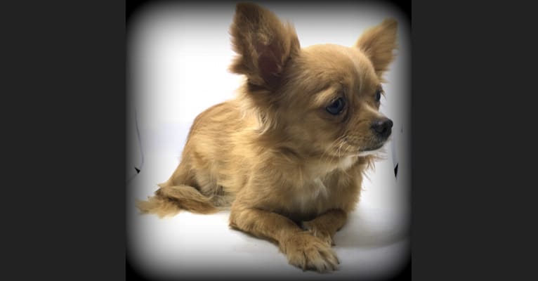 Tater, a Chihuahua tested with EmbarkVet.com